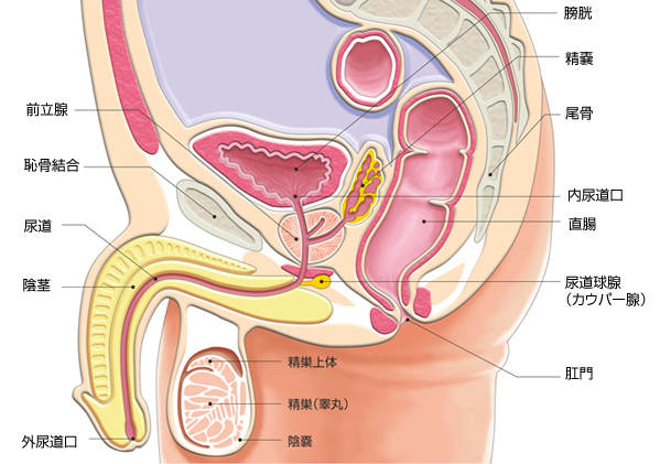 アナルオナニーをするなら前立腺・膀胱・精嚢の位置をイメージせよ